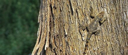 beautiful wood Lizard