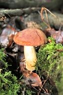 Chestnut Cep Mushrooms close-up on blurred background