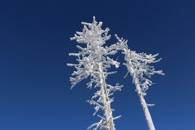 Winter Frost Icing Trees Forest