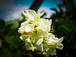 Zealand Iris