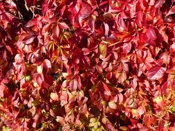 red climbing plant in sunny autumn day