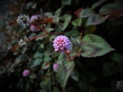 splendiferous Wild Flower close-up on blurred background