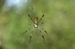 large spider on a transparent web close-up