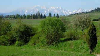 green fields Tatry Mountains aback