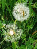 Dandelion flowers on the meadow in summer