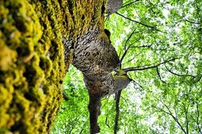 Plane Tree with Green leaves upward view