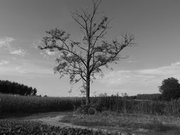 black and white photo of a tree near the road