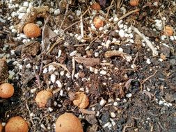 brown mushrooms in the black forest