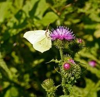 thistle blossom and a butterfly