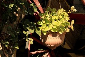 light green ornamental plant in a hanging pot