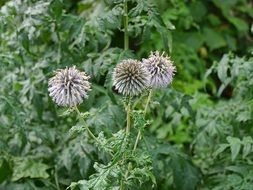 wild flowers in the garden