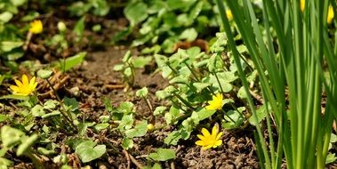 Ground Flower