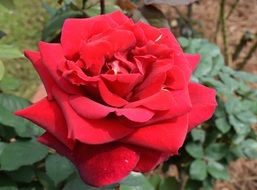 perfect red garden rose