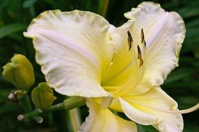 daylily blossomed in the garden