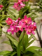 pink garden Orchid Flower Bright plants