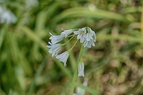 Bell flowers