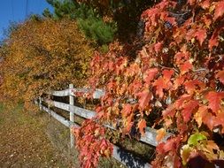 picturesque and pretty Autumn Orange Fall