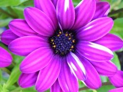 Purple White Flower