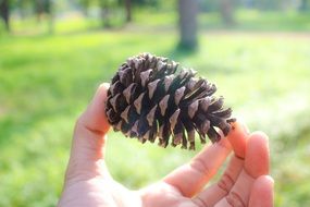 Pine cone in hand close up