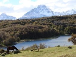 horse by the river in chile