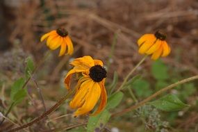 Faded Flowers