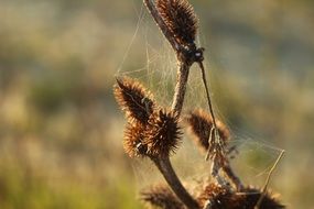 spider web on fluffy buds of a plant