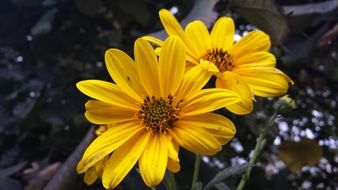 two yellow margarets on a background of trees
