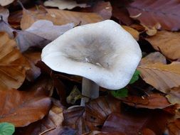 Mushroom and leaves in the forest