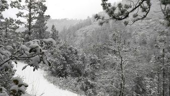 frosty snowy winter in the forest