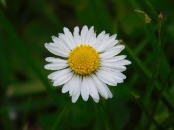 delicate daisy flower with white petals