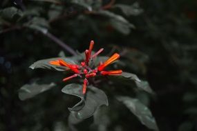 delightful beauty Wild Flora