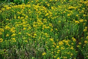 A lot of the beautiful yellow flowers in the garden