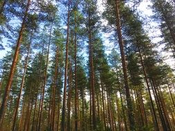 finnish forest on a sunny day