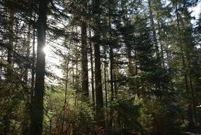 panoramic view of the mystical forest in the sun