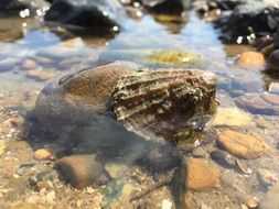 sea Mollusk on stone in water