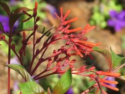 red loranthus plant