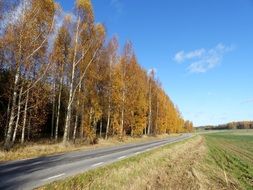 Beautiful and colorful trees near the road among the colorful fields in autumn