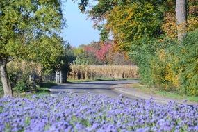 colorful street in sunny autumn
