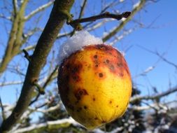 apple in the snow on a branch close-up