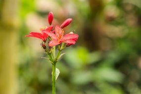 benalmadena macro on a blurred background