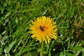 bee on a yellow dandelion close-up on a blurred background