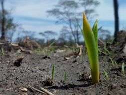 Plant Germination Growth