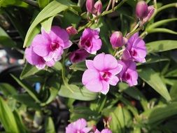 closeup photo of thai orchid in bright sunlight