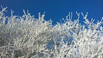 hoarfrosty tree in winter