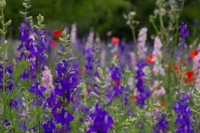 meadow flowers of different colors