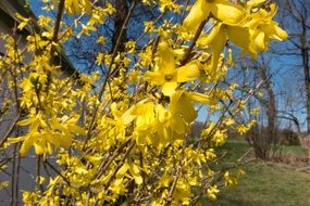 Forsythia or Golden Bells