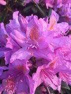 Rhododendron Purple Flower