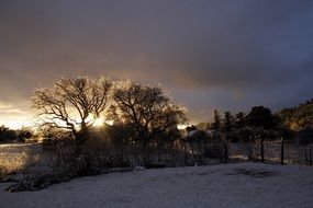 clouds over trees in winter