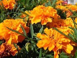 orange flowers in the meadow in the garden