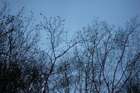 A lot of the trees in a forest at dusk